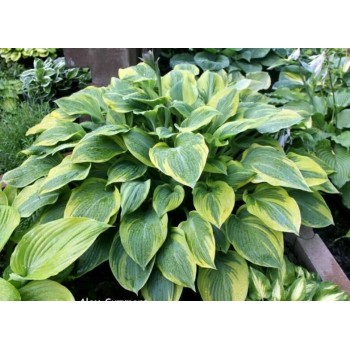 Hosta ALEX SUMMERS  (Santa Lucia 89)