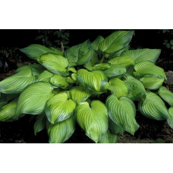 Hosta AVOCADO (Jane & Bernie Diesen 1998)