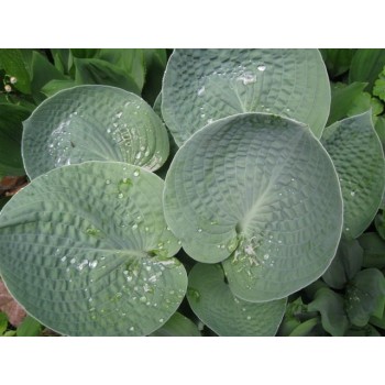 Hosta BIG  DADDY (Paul Aden 1978)