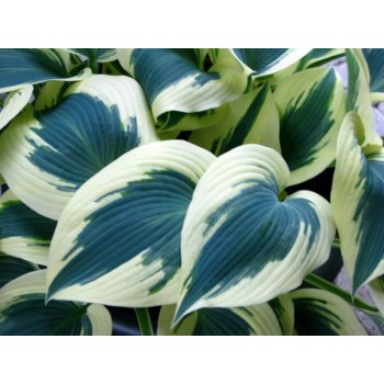 Hosta BLUE IVORY (Bill Meyer/Luc Klinkhamer 2009)