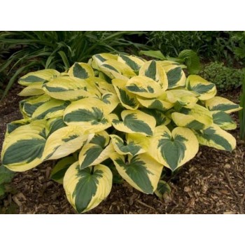 Hosta BRIM CUP 