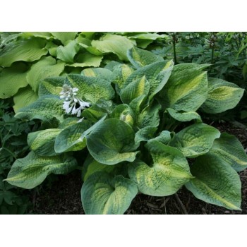 Hosta BROTHER STEFAN (Petryszyn 98)