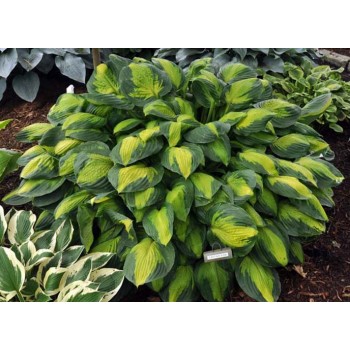Hosta CAPTAIN KIRK ( K. Brill )