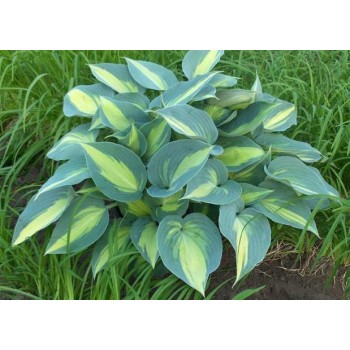 Hosta CATHERINE