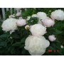 ПИОНЫ Paeonia Corinne Versan