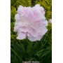ПИОНЫ Paeonia Cornelia Shaulor