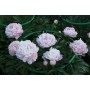 ПИОНЫ Paeonia Cornelia Shaulor