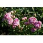 ПИОНЫ Paeonia Dresden Pink