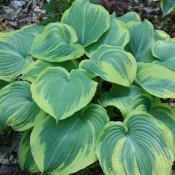 Hosta EARTH ANGEL (Hansen/Shady Oaks)