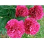 ПИОНЫ Paeonia Edwin C. Bills