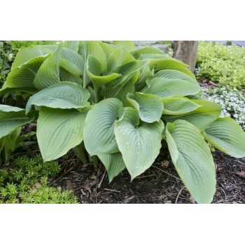 Hosta EMPRESS WU (Skaggs)