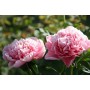 ПИОНЫ Paeonia Etched Salmon