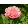 ПИОНЫ Paeonia Etched Salmon