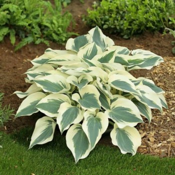 Hosta FIRN LINE  (G. HEEMSKERK)
