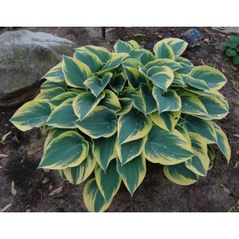 Hosta FIRST FROST