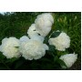 ПИОНЫ Paeonia Gladys Hodson
