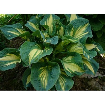 Hosta GOLDEN MEADOWS (R. van Elderen )