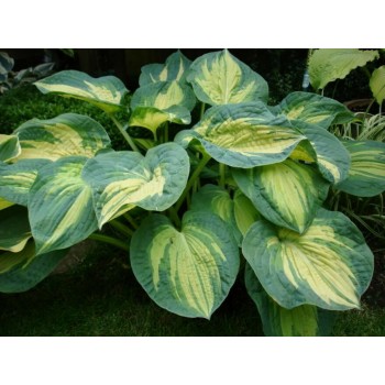 Hosta GREAT EXPECTATIONS (John Bond/Paul Aden 1988)