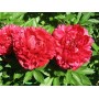 ПИОНЫ Paeonia Henry Bockstoce