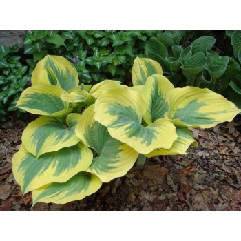 Hosta IVORY COAST  (Savory 99)