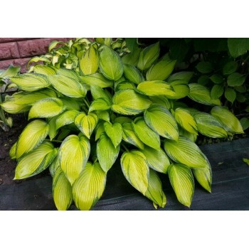 Hosta JUNE FEVER (Jan Van Den Top/Danny Van Eec)