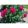 ПИОНЫ Paeonia Kansas