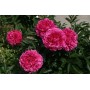ПИОНЫ Paeonia Kansas