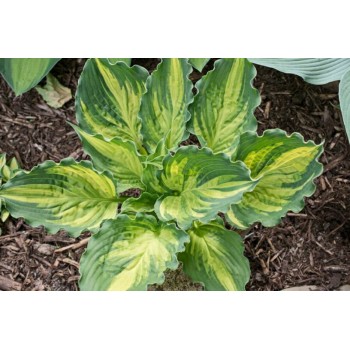 Hosta LAKESIDE PAISLEY PRINT (M. Chastain)