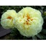 ПИОНЫ Paeonia Lemon Chiffon