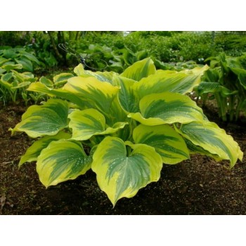 Hosta LIBERTY (Sagae 2000)