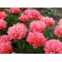 ПИОНЫ Paeonia Lorelei