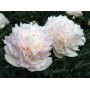 ПИОНЫ Paeonia Ly'bid