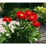 ПИОНЫ Paeonia Macking Grand