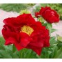 ПИОНЫ Paeonia Macking Grand