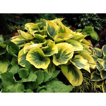 Hosta MAJESTY (R.Garbe 1999)