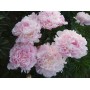 ПИОНЫ Paeonia Myrtle Gentry