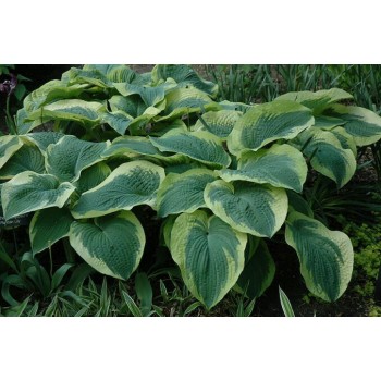 Hosta NORTHEM EXPOSURE (Walters Gardens 1997)