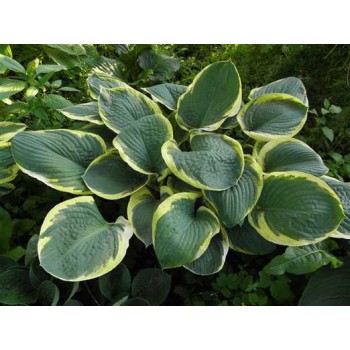 Hosta PARASOL (Avent)