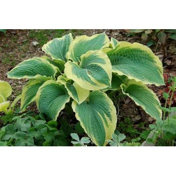 Hosta PARADISE EXPECTATIONS