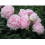 ПИОНЫ Paeonia Pillow Talk