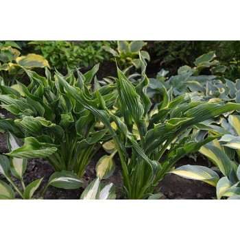 Hosta PRAYING HANDS  (Williams 96)