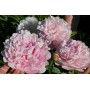ПИОНЫ Paeonia Princess Juliana