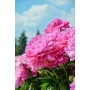 ПИОНЫ Paeonia Princess Margaret