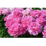 ПИОНЫ Paeonia Princess Margaret