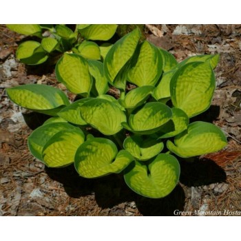 Hosta  RAINFOREST SUNRIS (Winterberry Farms NR)