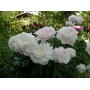 ПИОНЫ Paeonia Rose Marie Lins