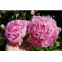 ПИОНЫ Paeonia Skarbnitsja