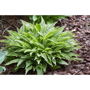 Hosta STILETTO (Paul Aden 1987)