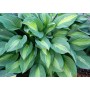 ХОСТА Hosta STRIPTEASE