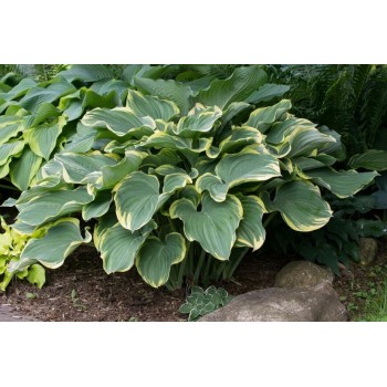 Hosta SAGAE (Watanabe 1996)